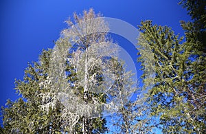 Hair in the sky photo