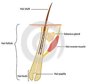 Hair structure