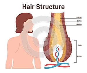 Hair structure. Cross section of the human hair with dermal papilla,