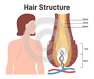 Hair structure. Cross section of the human hair with dermal papilla, photo