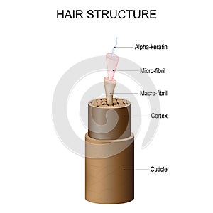 Hair structure from Cuticle and Cortex to Micro-fibril, Macro-fibril, and Alpha-keratin