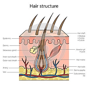 Hair structure diagram medical science