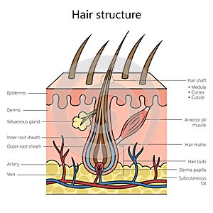 Hair structure diagram medical science