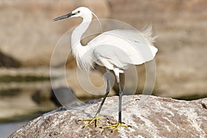 Hair style of a Bird