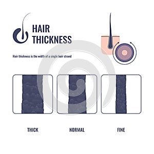 Hair thickness types chart of thin, medium, coarse strand width