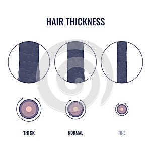 Hair thickness types chart of thin, medium, coarse strand width photo