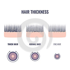 Hair thickness types chart of thin, medium and coarse strands photo