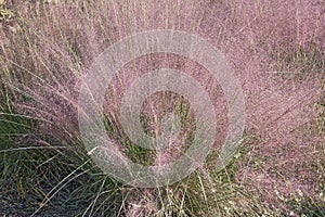 Hairawn muhly grass