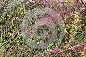 Hairawn muhly, Muhlenbergia capillaris