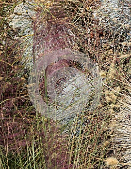 Hairawn muhly, Muhlenbergia capillaris