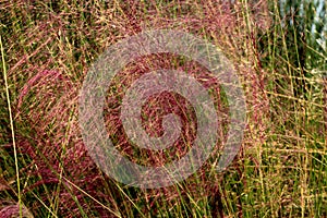 Hairawn muhly, Muhlenbergia capillaris photo