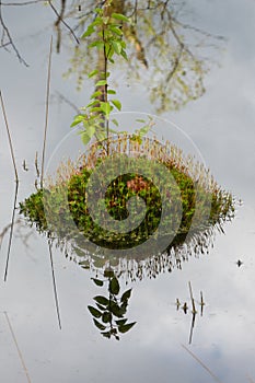 Haircap moss forming a small island in water