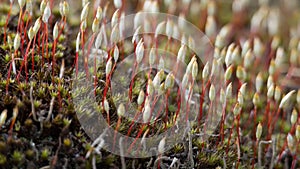 Haircap moss or hair moss Sporophyte. Plant Polytrichum commune, common haircap, great golden maidenhair or great goldilocks