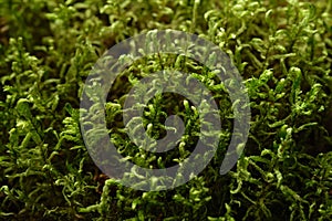 Haircap moss, lichen background, natural moss texture