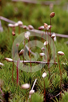 Haircap Moss Sporophytes   40408