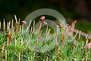 Haircap moss photo