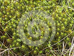 Haircap mosses growing in Northumberland, UK