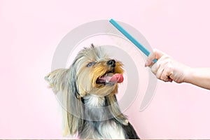 Haircut, comb. pet gets beauty treatments in a dog beauty salon
