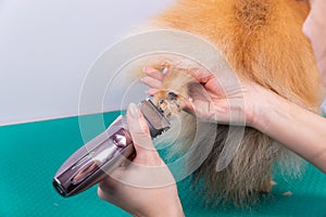 Haircut dogs fur on paws with a shearing machine close up