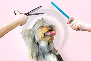 Haircut, scissors and comb. pet gets beauty treatments in a dog beauty salon