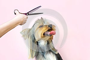 Haircut, scissors. pet gets beauty treatments in a dog beauty salon