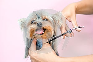 Haircut, scissors. pet gets beauty treatments in a dog beauty salon