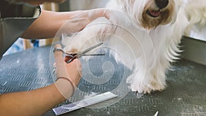 Haircut scissors white dogs. Dog grooming in the grooming salon. Shallow focus