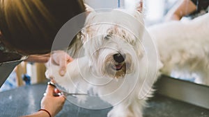 Haircut scissors white dogs. Dog grooming in the grooming salon. Shallow focus