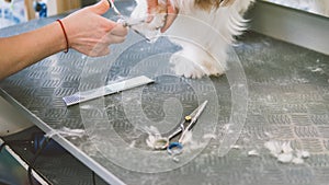 Haircut scissors white dogs. Dog grooming in the grooming salon. Shallow focus