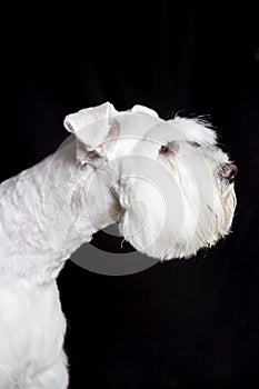 Haircut very nice white schnauzer dog looking at the camera