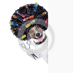 Hairdresser dog