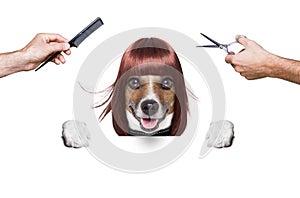 Hairdresser dog