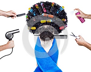 Hairdresser groomer dog