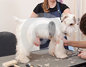 Hairdresser mows coat fox terrier on the paw