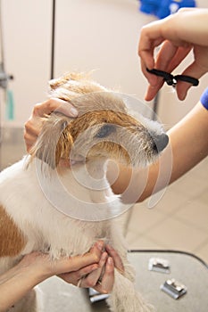 Hairdresser mows Jack Russell Terrier fur