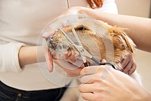 Hairdresser mows Jack Russell Terrier fur