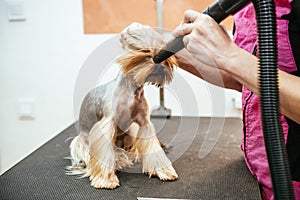 Hairdresser mows Yorkshire Terrier fur on the ear with a trimmer