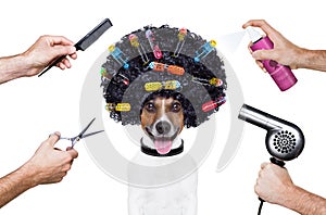 Friseur Schere kamm der Hund sprühen 