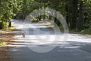 Haired cat walks along a tree-lined avenue