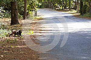 Haired cat walks along a tree-lined avenue