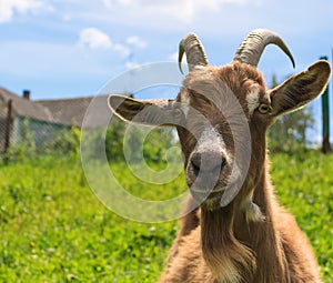 Haired goat on the farm close up