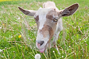 Haired goat on the meadow