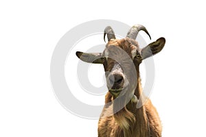 Haired goat on white background closeup