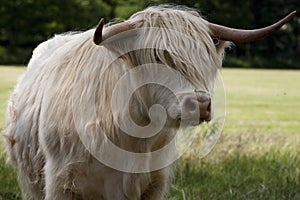 Haired Highland cattle, long-haired Scottish cattle, North Highland cattle, Scottish cattle