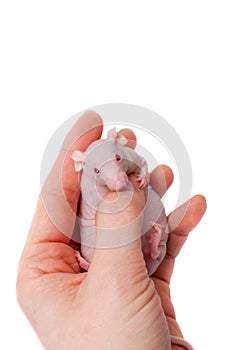 Hairless albino mouse, Mus musculus, isolated on white