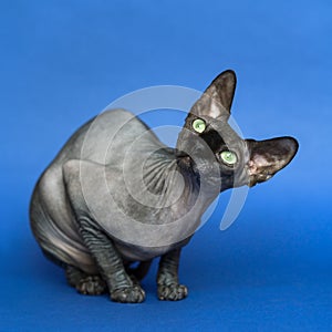 Hairless Canadian Sphynx cat. Portrait of female cat on blue background