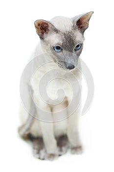 Hairless Cat