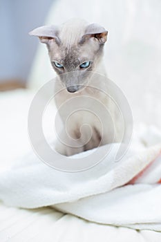 Hairless Cat