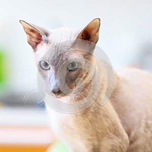 Hairless Cat