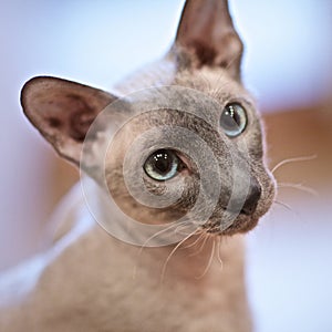 Hairless Cat